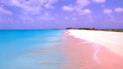 pink sand beach barbuda