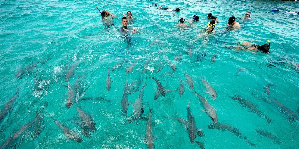 shark ray alley caye caulker belize