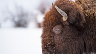 Ultimate Guide National Park