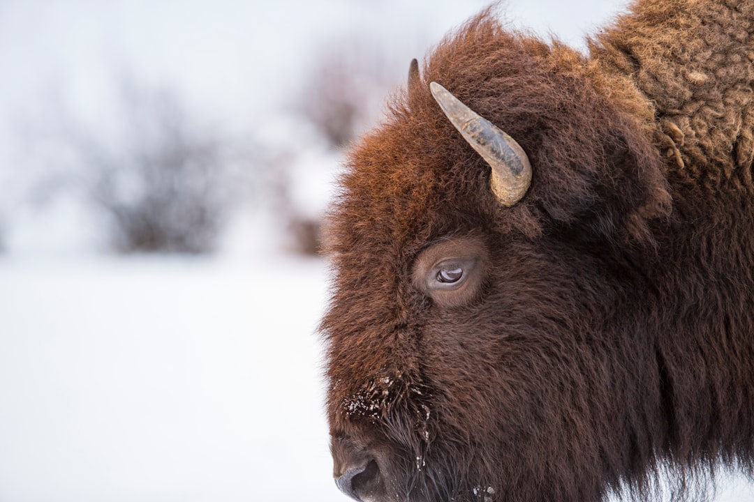 Where to Stay Near National Park
