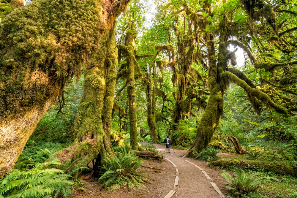 olympia national park