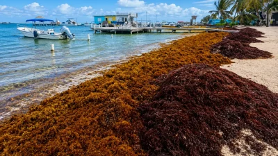 Belize Sargassum Season 2026: When & Seaweed Map