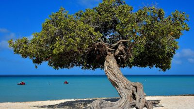 A wind-shaped divi-divi tree on Eagle Beach in Aruba