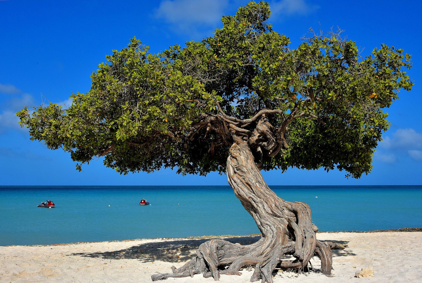 A wind-shaped divi-divi tree on Eagle Beach in Aruba