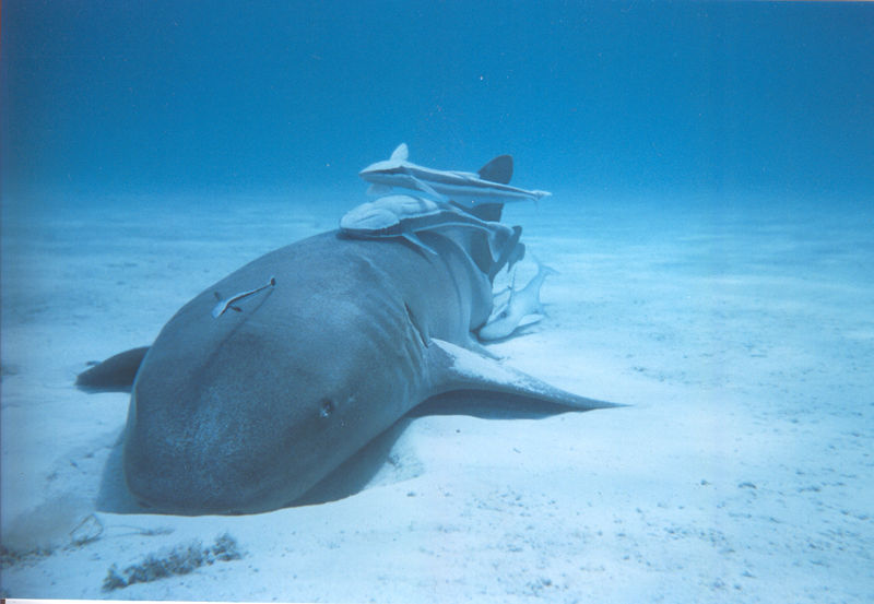 Nurse shark in shallow water at Shark Ray Alley Belize
