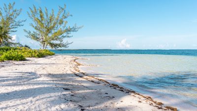 An empty, free public beach in Grand Cayman with shallow turquoise water and a sea grape tree