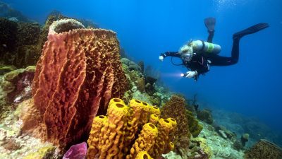 Diving - Whale Watch Dominica