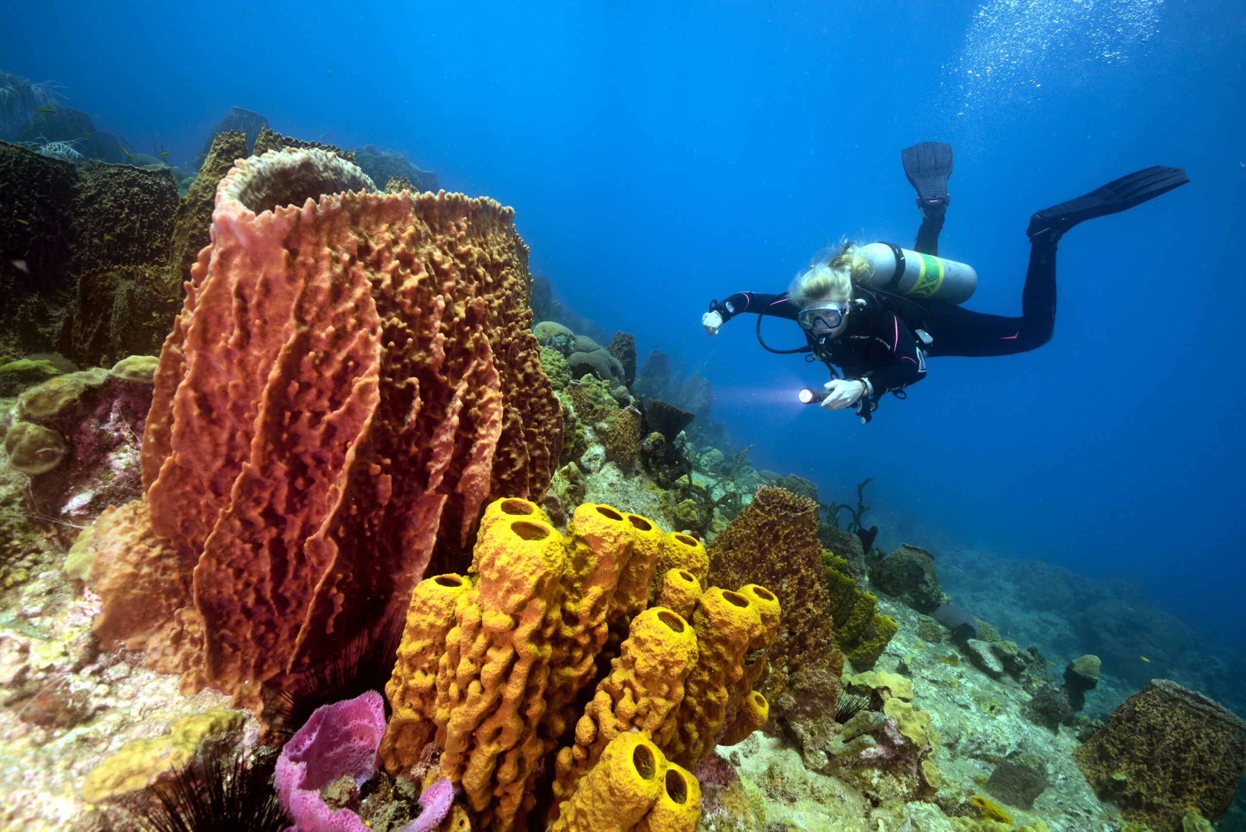 Diving - Whale Watch Dominica