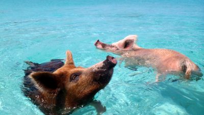 Two pigs swimming in clear turquoise water near Big Major Cay in the Exumas, Bahamas