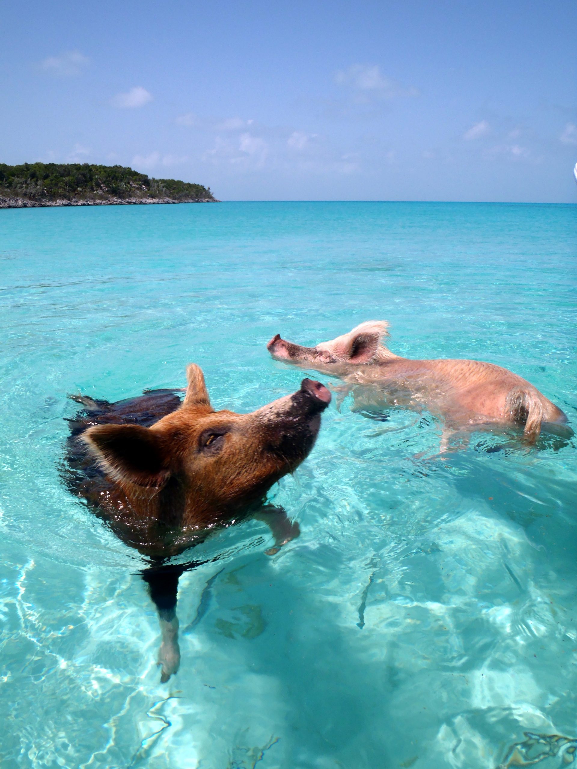 Two pigs swimming in clear turquoise water near Big Major Cay in the Exumas, Bahamas