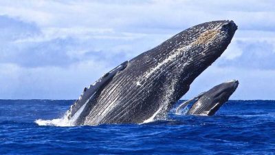Humpback whale breaching in the ocean near Maui during whale season