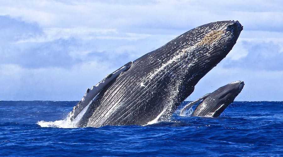 Humpback whale breaching in the ocean near Maui during whale season