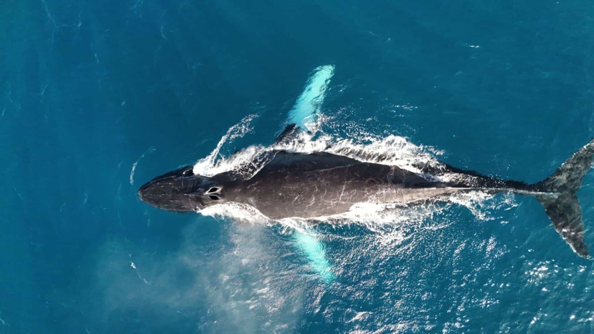 Humpback whale surfacing off Kauai aerial view