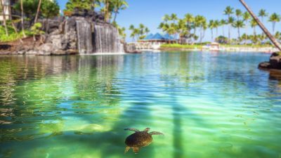 Sea turtle swimming in Kohala Coast lagoon Big Island