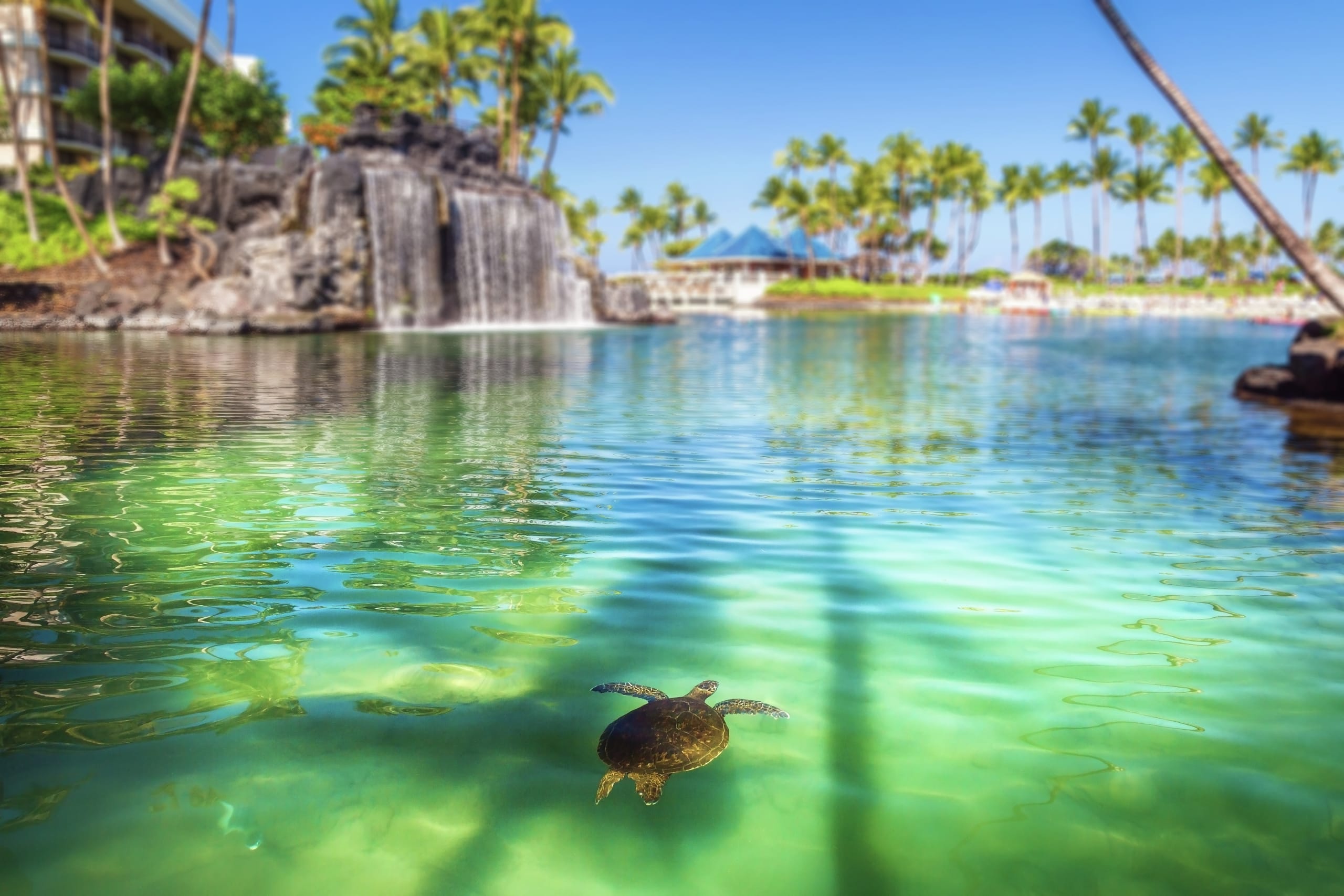 Sea turtle swimming in Kohala Coast lagoon Big Island