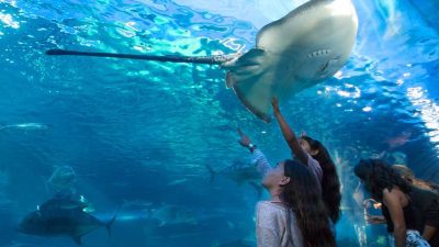 Family viewing a stingray through the underwater tunnel at Maui Ocean Center aquarium