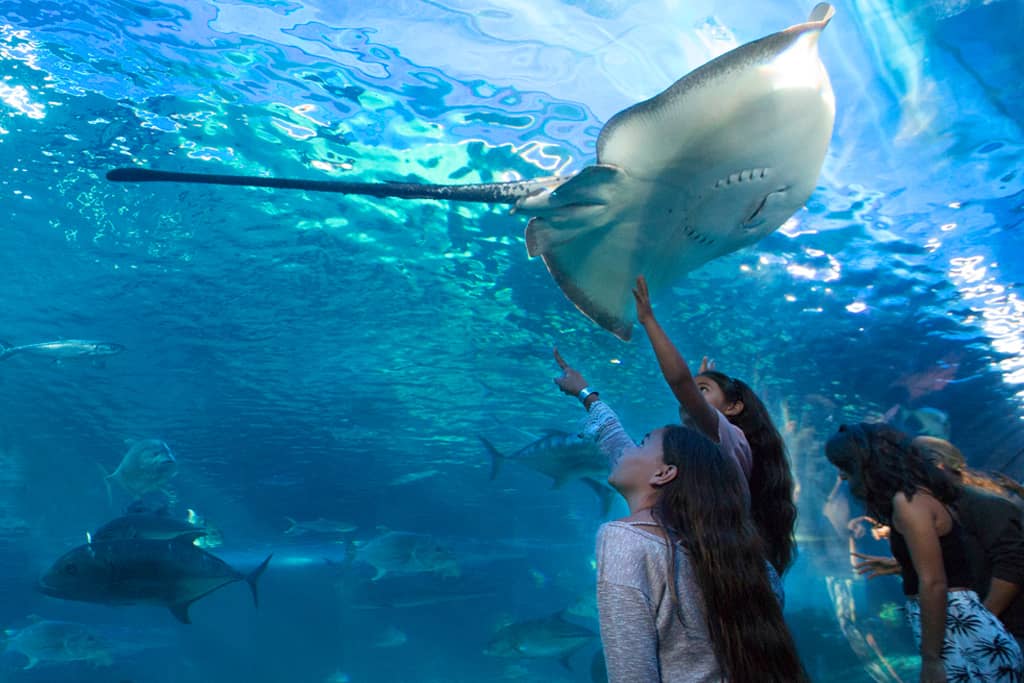 Family viewing a stingray through the underwater tunnel at Maui Ocean Center aquarium