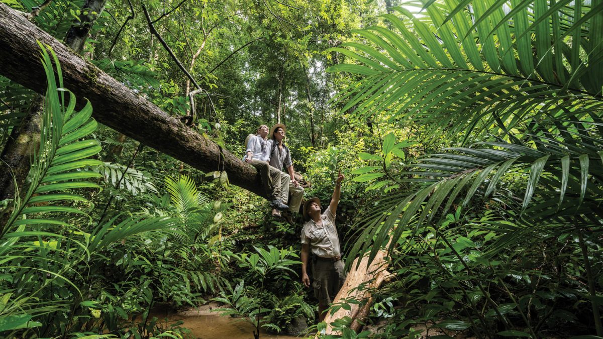Nevis Naturally: The Benefits of the Bush