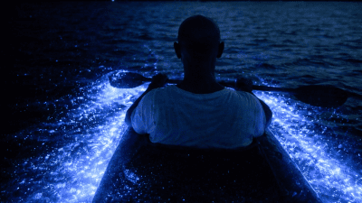 Kayaker paddling through glowing bioluminescent bay water at night in Puerto Rico