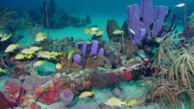 Coral Reef Diving with St. Croix Ultimate Bluewater Adventures | Explore the Caribbean's Largest Living Reef of any Caribbea