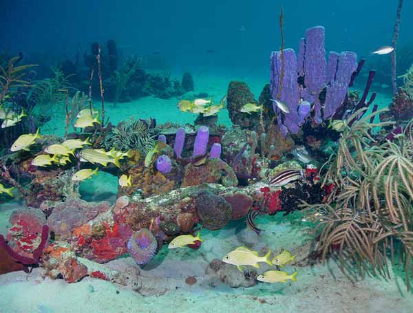 Coral Reef Diving with St. Croix Ultimate Bluewater Adventures | Explore  the Caribbean's Largest Living Reef of any Caribbea
