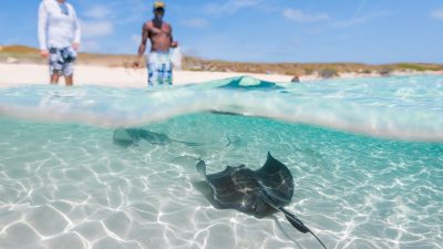 Wild stingrays swimming near visitors wading in shallow water at Gibbs Cay, Grand Turk