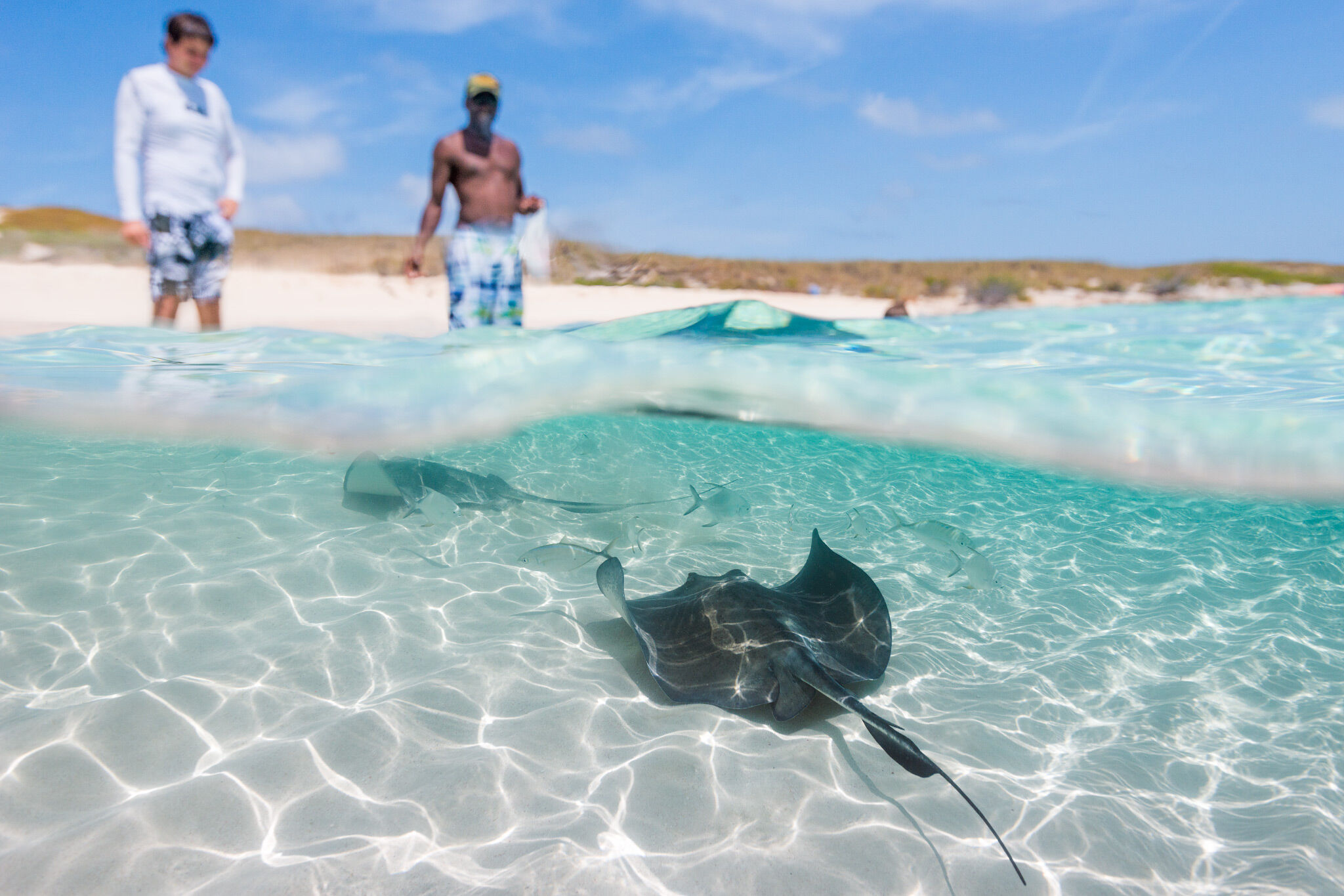 Wild stingrays swimming near visitors wading in shallow water at Gibbs Cay, Grand Turk